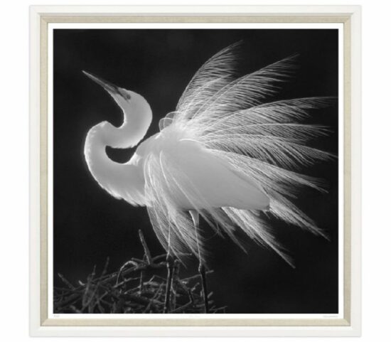 Картина Great White Egret