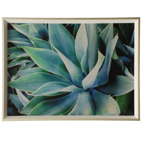 Картина Succulents