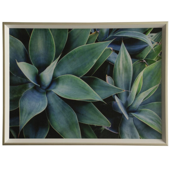 Картина Succulents